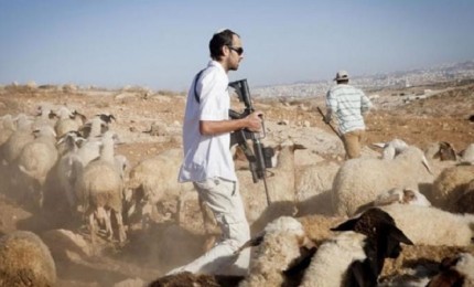 مستوطنون يرعون أغنامهم في شلال العوجا شمال أريحا